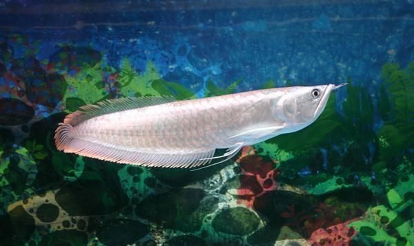 怎么让银龙鱼进食快一点：如何提高银龙鱼的进食速度 龙鱼百科 第1张