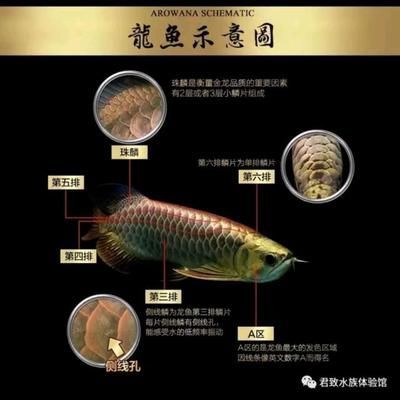 金龙鱼怎么区分品种：金龙鱼怎么区分品种，金龙鱼品种区分方法是什么 龙鱼百科 第2张
