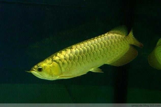 金龙鱼能长：金龙鱼的生长能力取决于多种因素