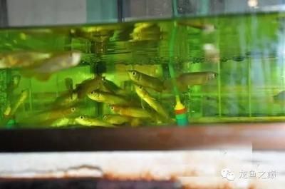金龙鱼是哪的鱼：1.5公斤的金龙鱼可以卖到18万元人民币，比黄金还贵