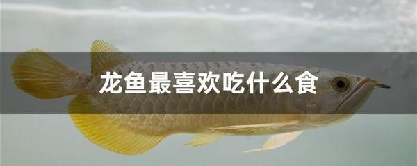 龙鱼能吃活鱼吗有毒吗会死吗：龙鱼可以吃活鱼吗？