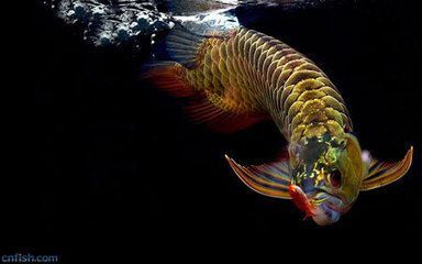关于金龙鱼的说说：金龙鱼是一种美丽的观赏鱼 龙鱼百科