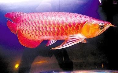 红龙鱼头型长大会有变化：红龙鱼的头型会在成长过程中发生变化吗？