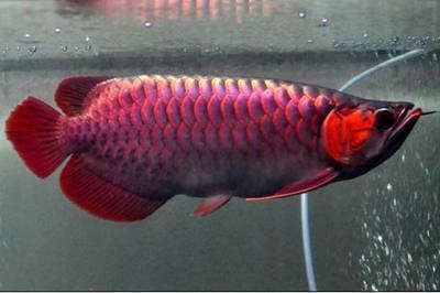 红龙鱼褪色多久恢复：红龙鱼褪色恢复时间因个体差异、饲养条件等因素而异 龙鱼百科 第1张
