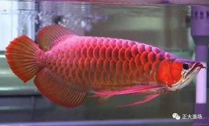 红龙鱼从小到大的发色过程图解：红龙鱼发色过程 龙鱼百科