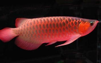 红龙鱼长得快不快呀：红龙鱼的生长速度受到哪些因素的影响？ 龙鱼百科 第2张