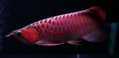 红龙鱼吃蚯蚓好吗怎么喂：关于红龙鱼喂食蚯蚓的一些详细信息