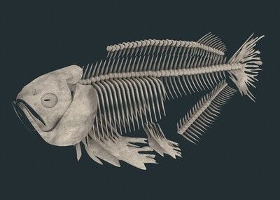 金龙鱼的骨架是什么：现实世界中金龙鱼的骨架是什么金龙鱼的骨架是什么