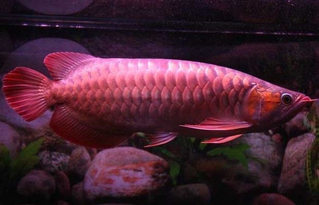 红龙鱼吃泥鳅：红龙鱼可以吃泥鳅吗