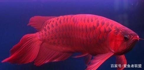 红龙鱼什么灯光发色好：关于红龙鱼灯光发色的建议
