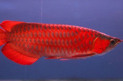 红龙鱼长的快不快：红龙鱼的生长速度会受到哪些因素的影响？