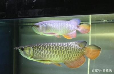 金龙鱼 红龙鱼 区别大吗：金龙鱼和红龙鱼有什么区别？