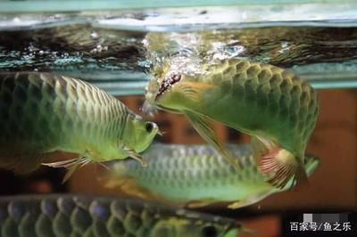 龙鱼吃活食：龙鱼可以吃活食吗