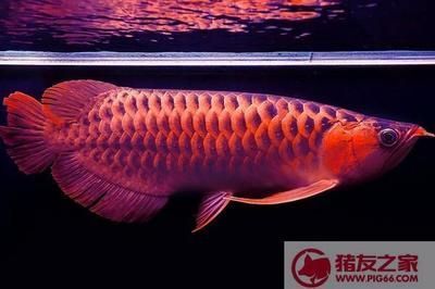 红龙鱼吃什么发色最快：关于红龙鱼吃什么发色最快的建议红龙鱼吃什么发色最快