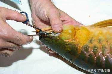 龙鱼身上的黏膜脱落能不能自愈：龙鱼身上的黏膜脱落可能是由于多种原因引起的，需要及时就医治疗 龙鱼百科 第1张