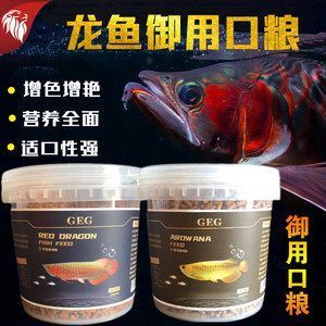 红龙鱼多长时间喂一次鱼食：红龙鱼喂食频率的建议
