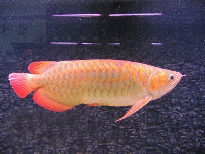 金龙鱼宽体型：宽体型金龙鱼的特点和鉴赏方法