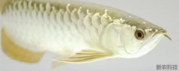 金龙鱼的食量大吗：金龙鱼的食量与它们的大小有关，金龙鱼的食量大吗
