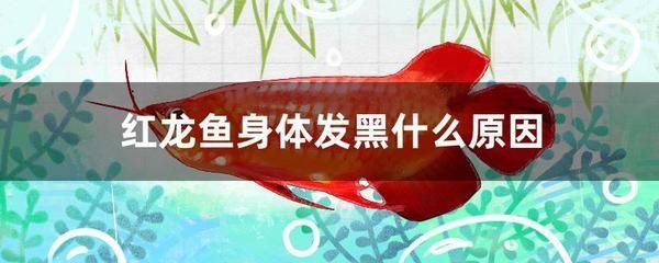 红龙鱼鱼鳞变黑怎么回事儿啊：红龙鱼鱼鳞变黑可能是多种原因引起的 龙鱼百科