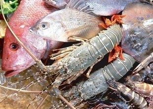 冻鱼喂小龙虾：冻鱼可以作为小龙虾的饲料吗？