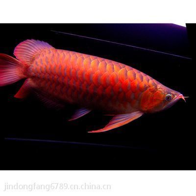 血红龙和金龙鱼：血红龙与金龙鱼的区别