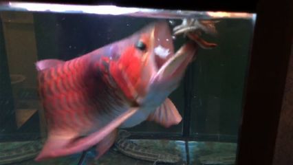 红龙鱼最近不爱吃食了正常吗：红龙鱼不爱吃食可能是正常原因引起的，可能是正常现象