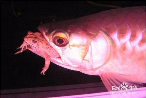 红龙鱼怎么分辨公母：红龙鱼公母分辨方法