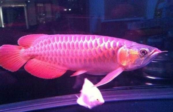 红龙鱼不开灯是不是不容易发色：探讨红龙鱼发色与光照的关系，不开灯对红龙鱼发色的影响