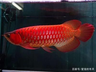 红尾金龙鱼怎么养：红尾金龙鱼的饲养方法 龙鱼百科 第2张