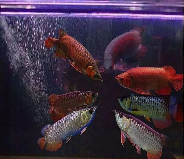 红尾金龙鱼怎么养：红尾金龙鱼的饲养方法