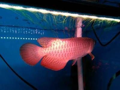 红尾金龙鱼怎么养：红尾金龙鱼的饲养方法 龙鱼百科 第3张