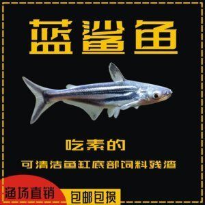 能和龙鱼混养的群游鱼：群游鱼与龙鱼混养的优势 龙鱼百科 第2张
