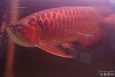 红龙鱼饲养方法和技巧：关于红龙鱼的饲养方法和技巧