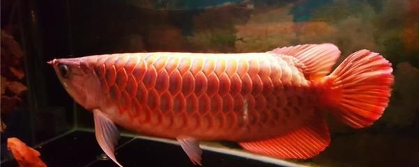 红龙鱼最好的红龙是什么鱼：最好的红龙鱼品种是什么？ 龙鱼百科 第3张