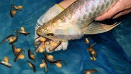 金龙鱼吃虾吗会死吗为什么：关于金龙鱼吃虾的一些详细信息