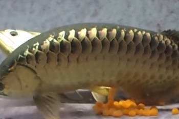 龙鱼鱼食制作方法：龙鱼鱼食制作方法介绍