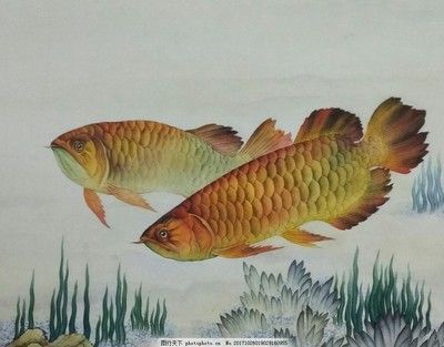 国画金龙鱼的画法步骤：国画金龙鱼国画的基本步骤，金龙鱼国画的基本步骤