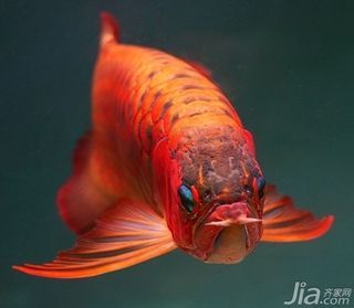 白底黑背景鱼缸养红龙：红龙鱼的饲养环境对其发色有着重要的影响