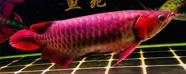 30公分红龙鱼水温多少度最好：30公分红龙鱼水温的控制