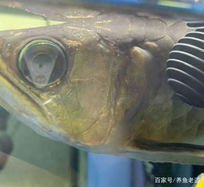 金龙鱼眼睛有块白点：金龙鱼眼睛出现白点可能是由于多种原因引起的，请注意处理