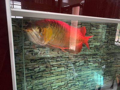 红龙鱼是金龙鱼的一种吗：红龙鱼不是金龙鱼的一种