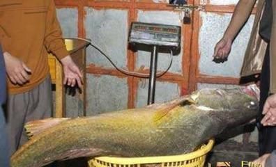 海里的红龙鱼能吃吗：家庭饲养的红龙鱼是否适合作为食物食用？ 龙鱼百科