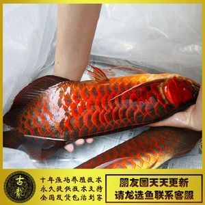 红龙鱼还是金龙鱼好：红龙鱼和金龙鱼的区别