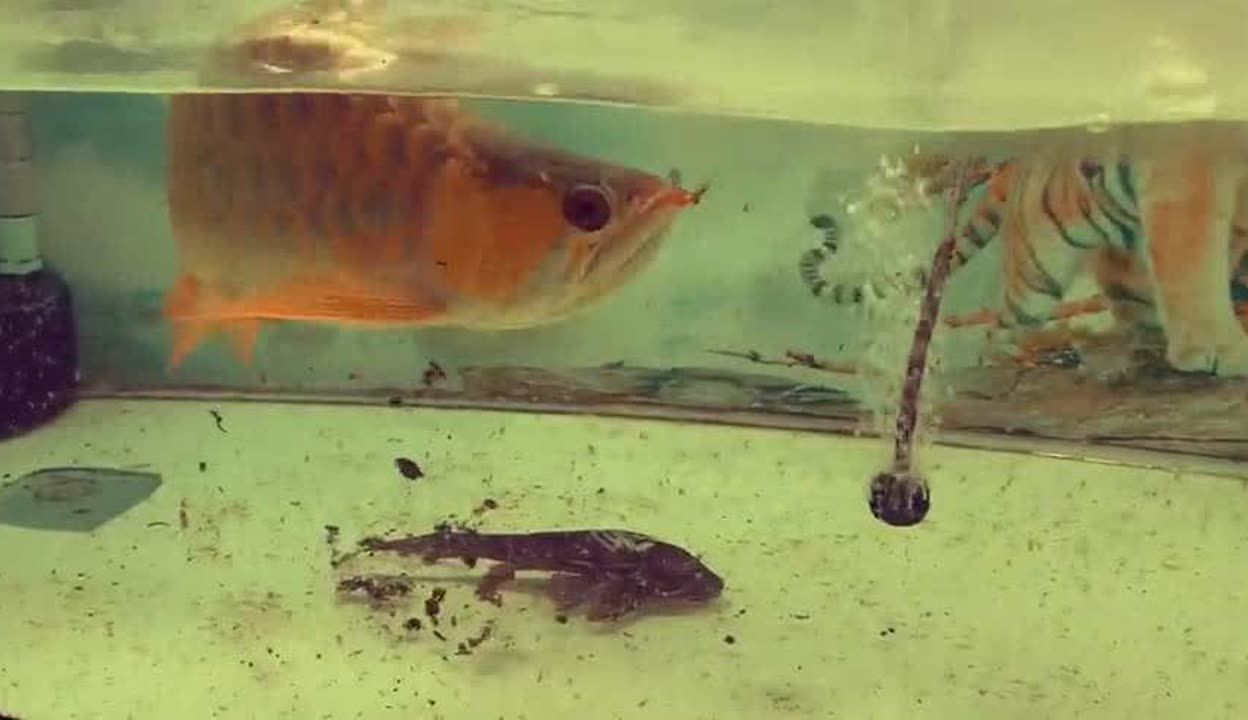 40厘米的金龙鱼怎么喂：金龙鱼喂养方法