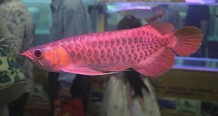海水鱼红龙幼鱼：红龙海水鱼饲养方法