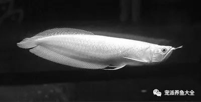 白玉红龙鱼几年发色：白色龙鱼和红色鱼的区别 龙鱼百科 第2张