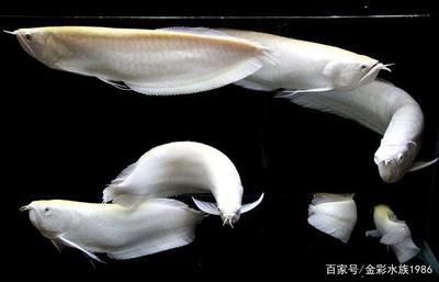 白玉红龙鱼几年发色：白色龙鱼和红色鱼的区别 龙鱼百科 第1张