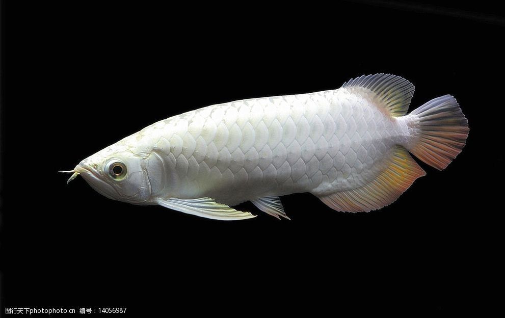 白玉红龙鱼几年发色：白色龙鱼和红色鱼的区别 龙鱼百科 第3张