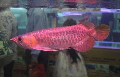 龙鱼缸水草哪种好：赤焰红龙鱼和印尼红龙鱼哪个好养 龙鱼百科 第2张