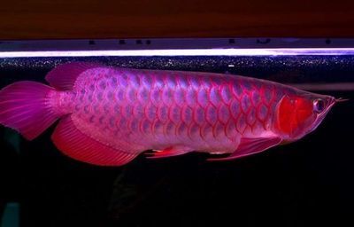 龙鱼缸水草哪种好：赤焰红龙鱼和印尼红龙鱼哪个好养 龙鱼百科 第3张